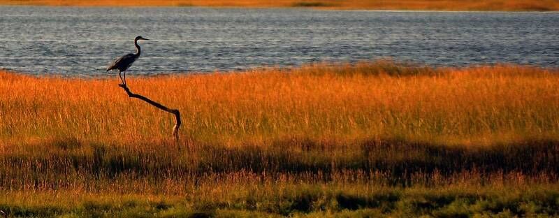 Wellfleet Bay Wildlife Sanctuary - Terri Munson Photographer