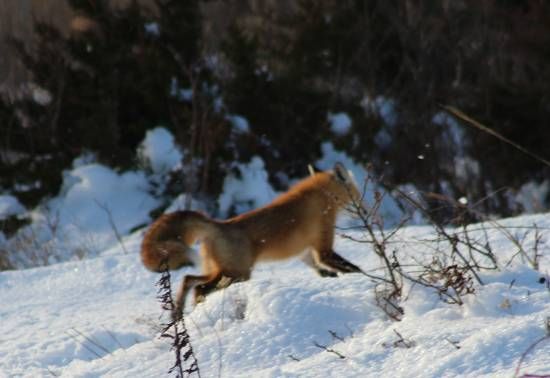 Fox in snow on Cape Cod